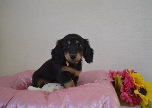 _DSC0598 - コピー.JPG
